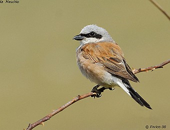 Animali 311